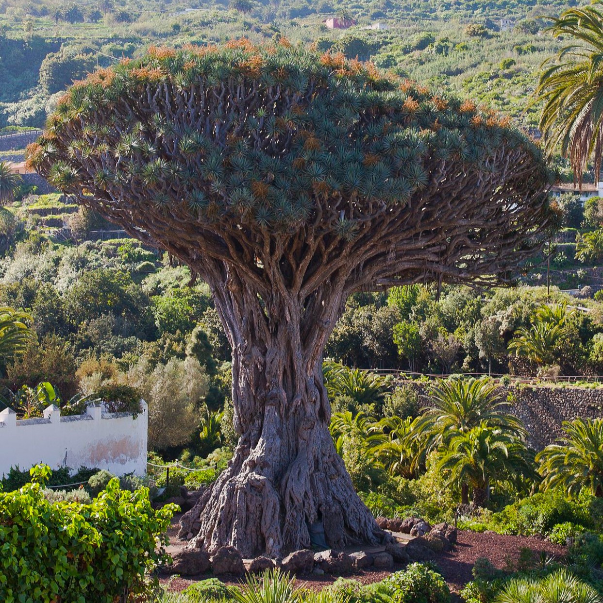 Parque del Drago