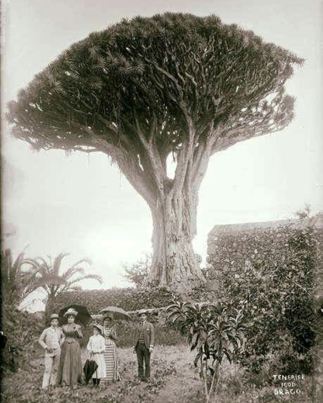 Parque del Drago